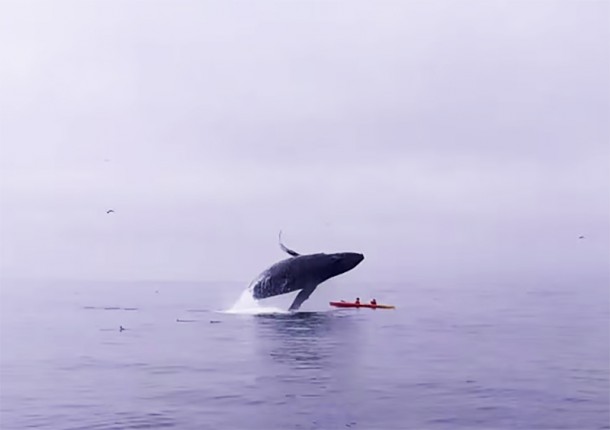 Humpback Whale Breaches On Top Of Kayakers | Animal Silo